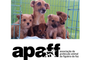 APAFF Associação Protecção Animal da Figueira da Foz