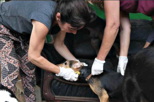 Dog Rescue Center
